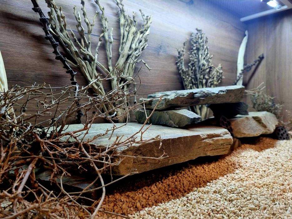 Terrarium 120x60x60 agama brodata jaszczurka