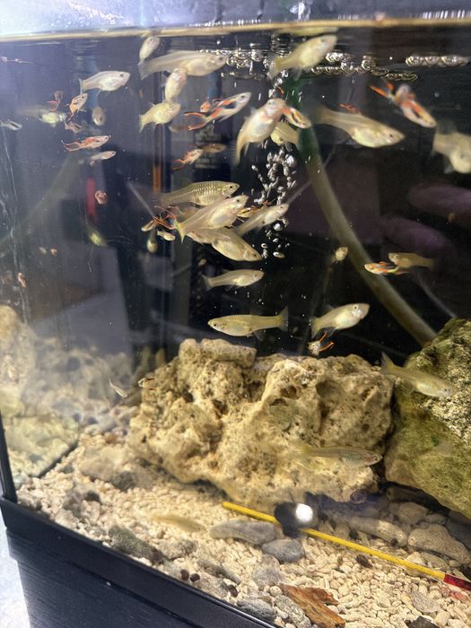Guppies variados 10€ grupo de 12 , aceito troca por outras espécies ou plantas