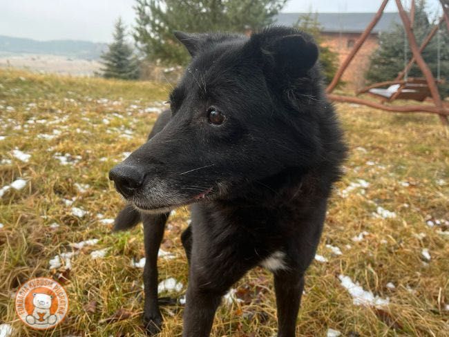 Pies do adopcji Wrocław - Łagodny, przyjazny Bary