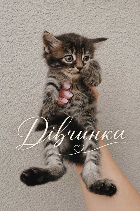 Кошенята в добрі руки