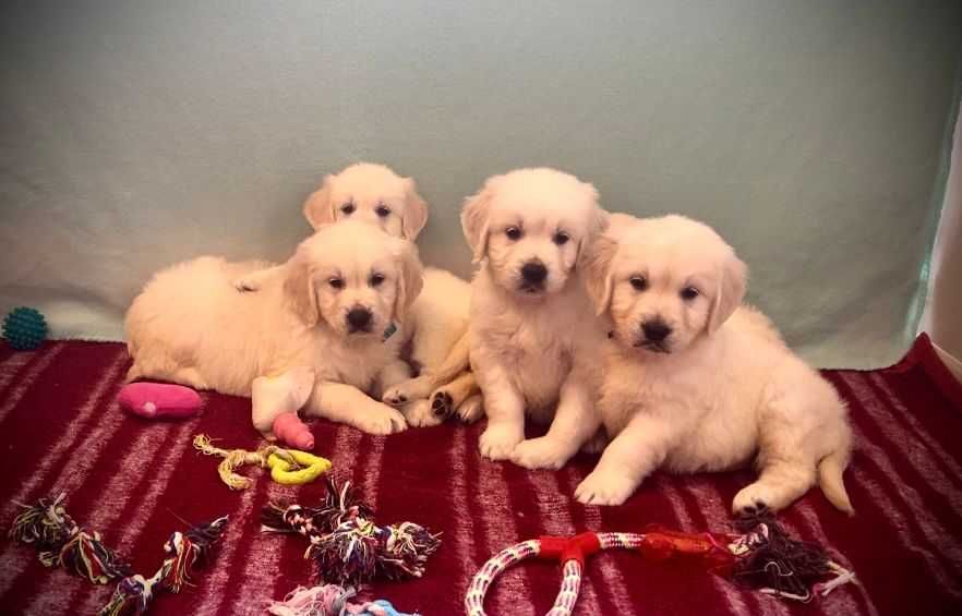 Piękna suczka - wkrótce gotowa do zmiany domku