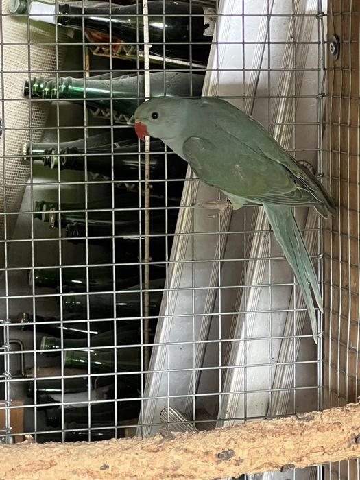 RING NECK  2024 / RM Birds