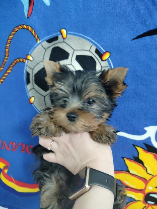 Привитые родословные йорики