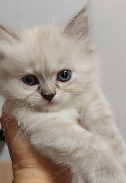 Котенятка Регдол Ragdoll
