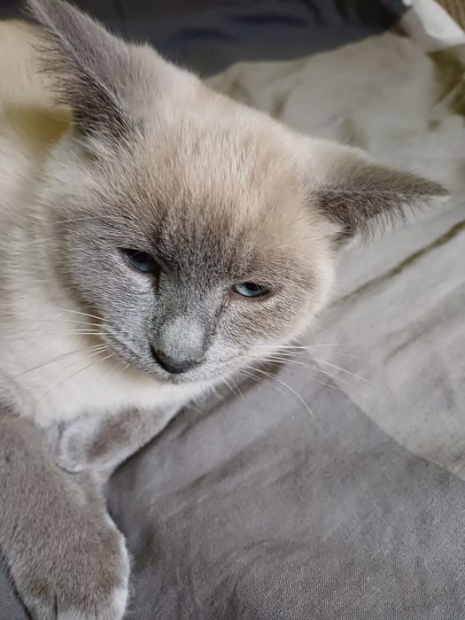 Kotka brytyjskia blue point