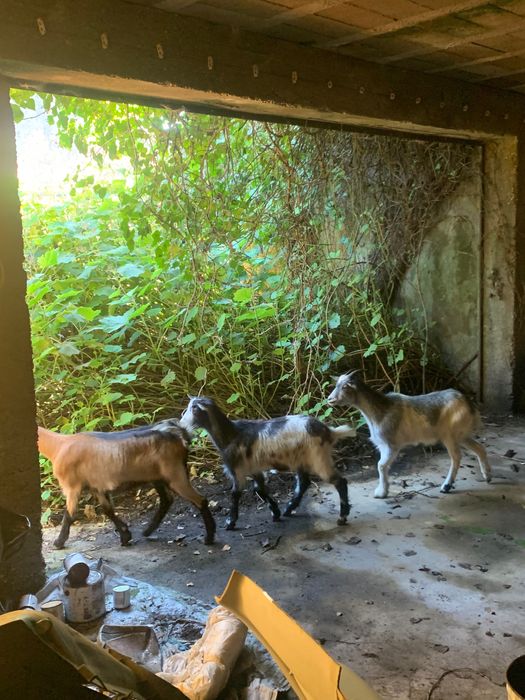 Cabras novas para futuras mães!