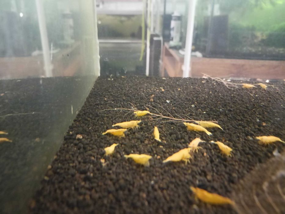 MISIEKZOO Krewetki - Krewetki Yellow / Krewetki Zółte