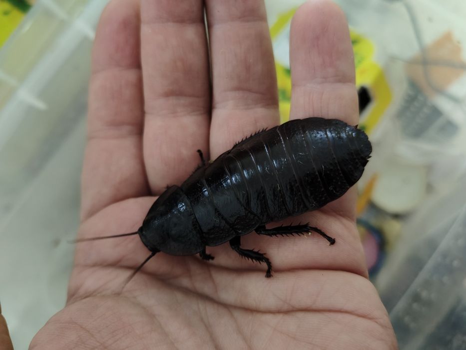 Мадагаскарский таракан