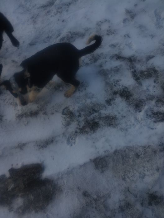 Песики .Віддамо в добрі руки