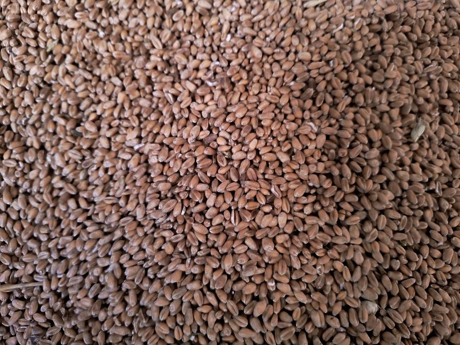 Przenica ozima mąka pasza