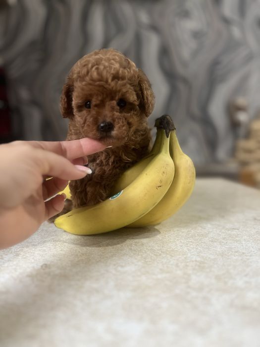 Той тикап супер малыши