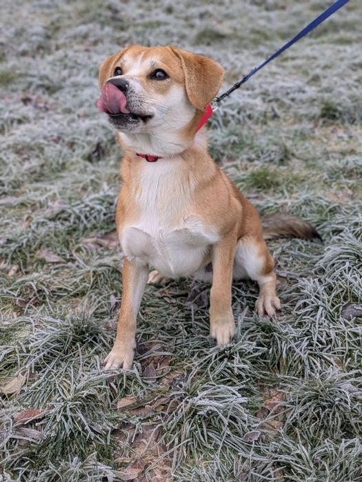 Kris, 10-miesięczny biszkopcik