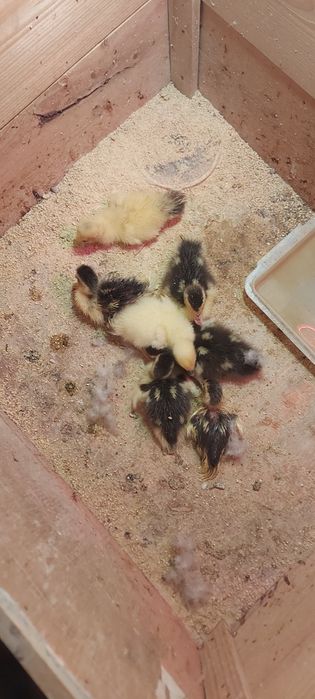 Patos mudos, garnizos, galinhas e galos sussex