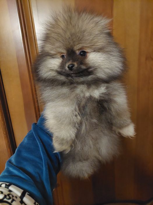 Подарок к 8 марта!Шикарные померанчики)