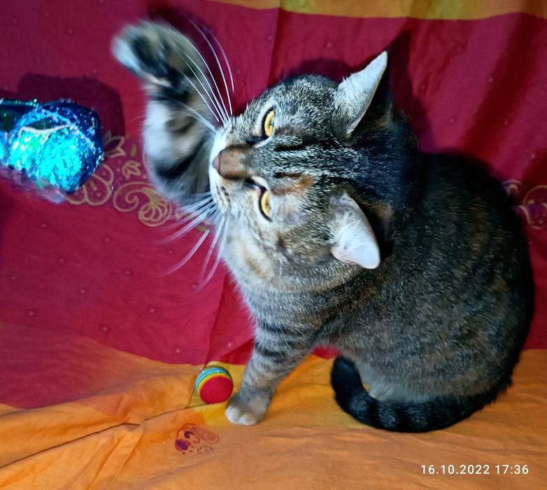 Кошечка Килька ищет семью