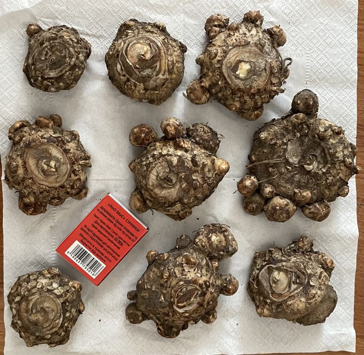 Жовта кала                       Цибулини-бульби       (клубні)  кали