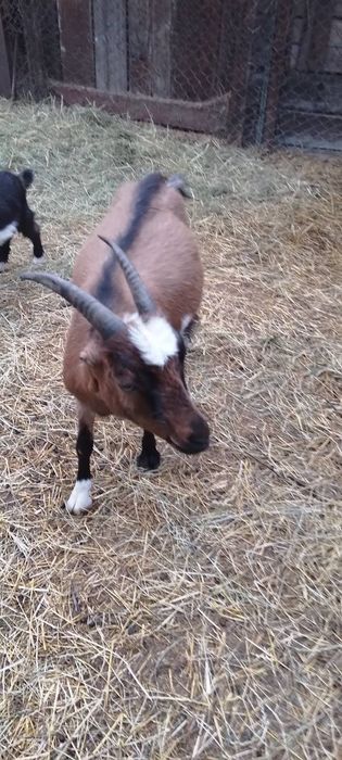 Продаються кози з першим окотом