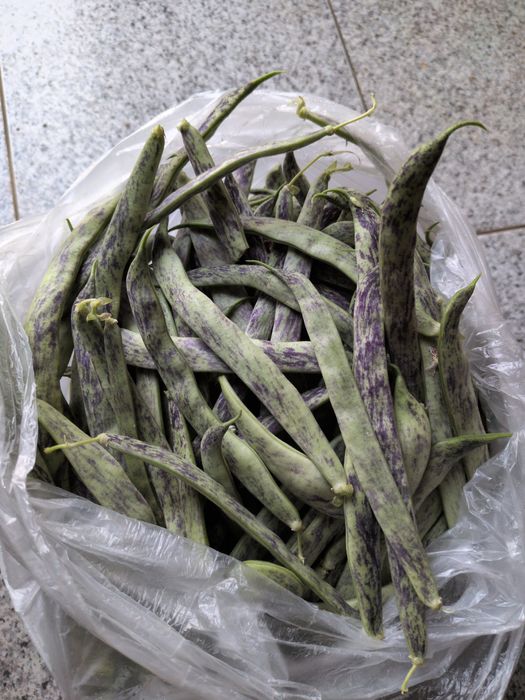 Feijão verde e rajado