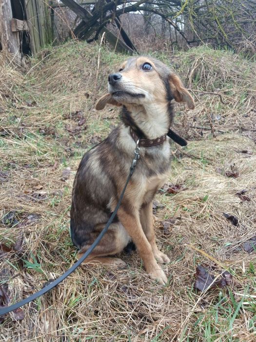 Цуценята в добрі руки