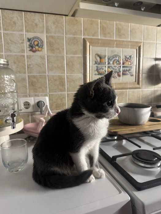 Віддам кошеня в добрі руки