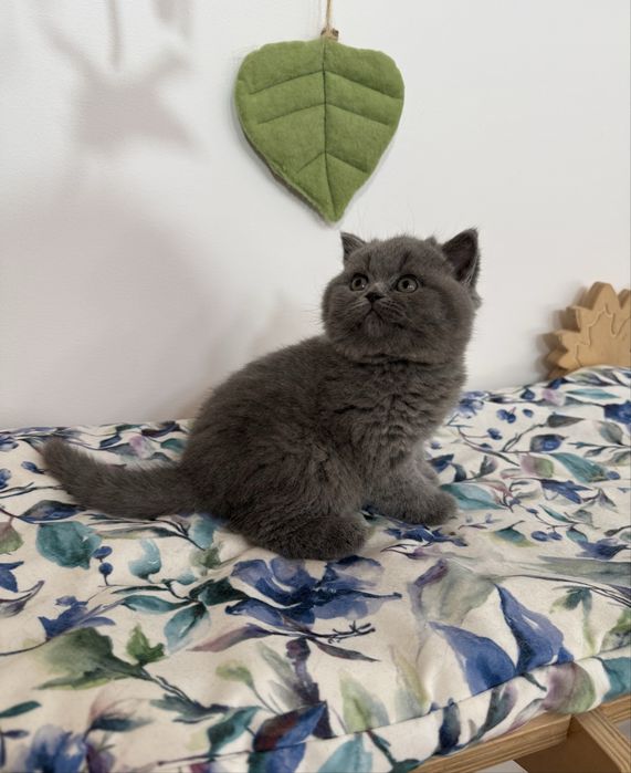 Kotka brytyjska krótkowłosa niebieska – opcja hodowlana