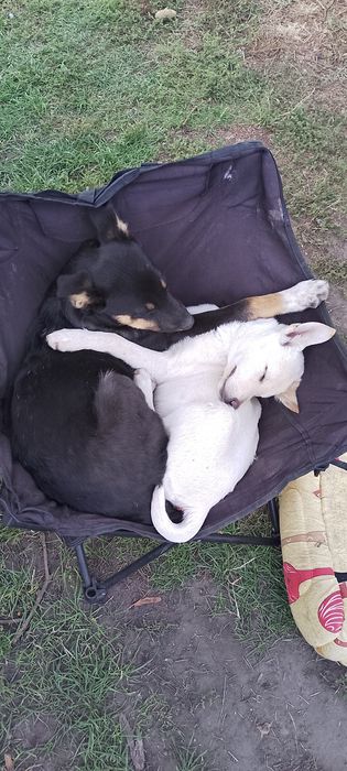 Дівчата красуні менша біла Белла і Ніка