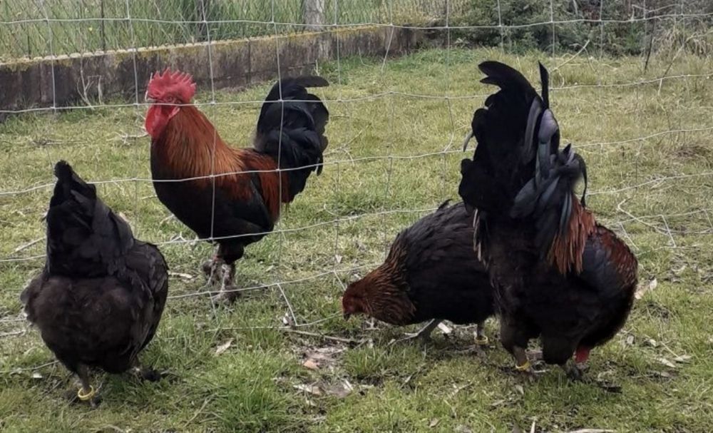 Ovos férteis para incubação e pintos de raça