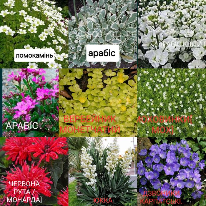 Квіти  з власного  саду, багаторічні, невибагливі.