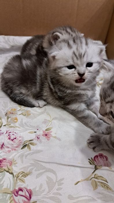 Котята Скотиш Фолд и Скотиш страйт