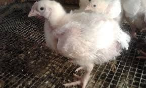 Месячный бройлер Кобб-500