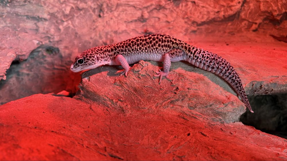 Gekon Lamparci ( Eublepharis Macularius ) Mack snow eclipse het tremper het blizzard. Samica.