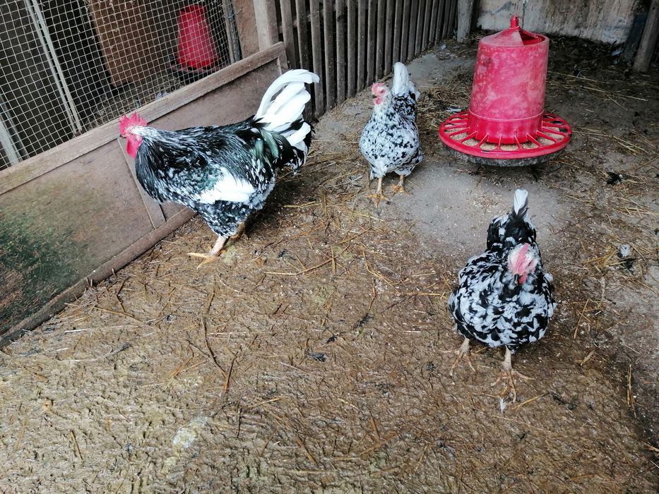 Trio Pinta Pinta Asturiana