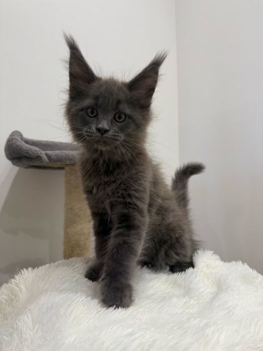 Cudowny kocurek blue niebieski maine coon