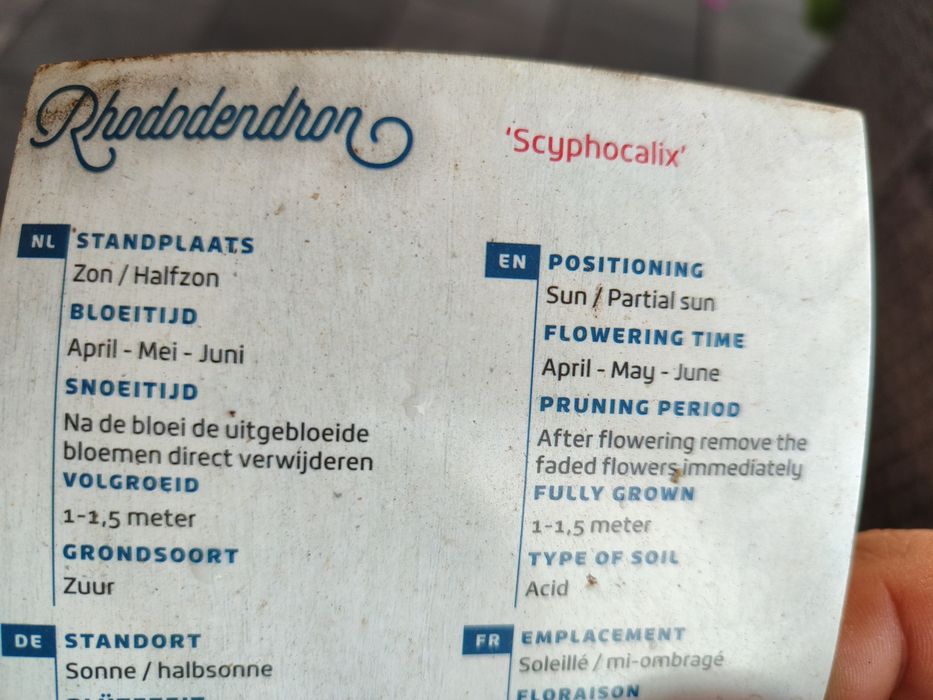 Sprzedam 3 krzewy rodendronów