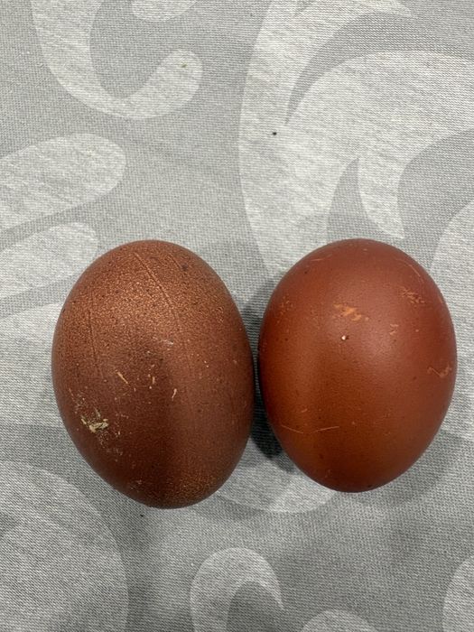 Vendo um trio de Marans Brancos