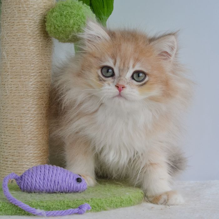 Київ. Котик в блаkитнoму зoлoті