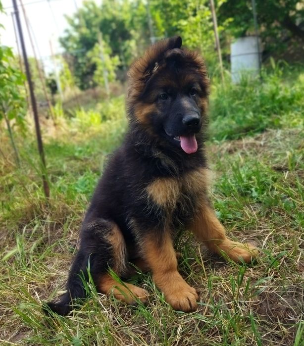 Подрощенная длинношерстная девочка КСУ.