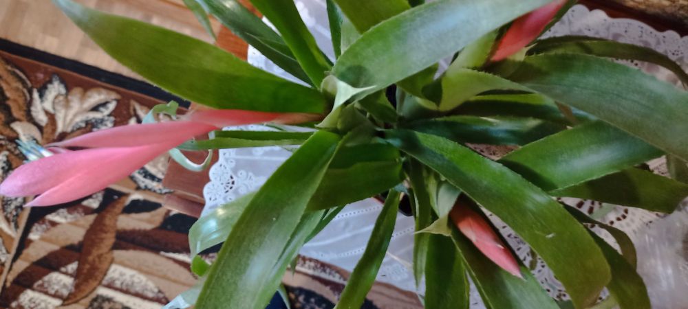 Продам рідкісний вазон Більбельгерію