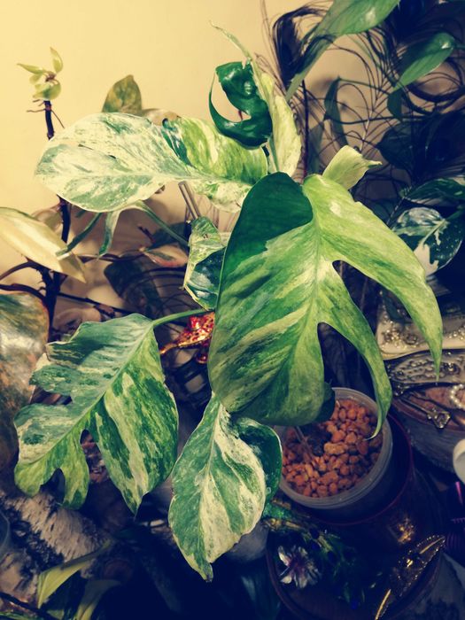 Epipremnum Hanoman sp. Bali variegata WIELKA RZADKOŚĆ Unikat nie monstera philodendron