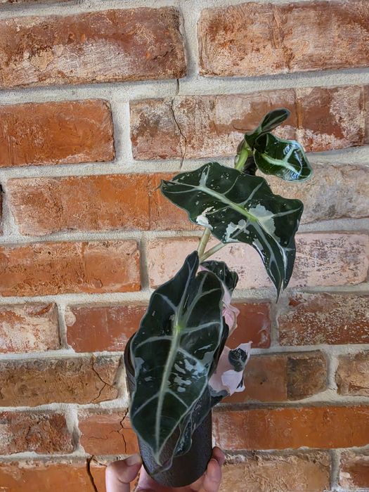 Alocasia Polly Variegated Snow Pink Superb