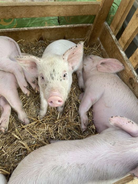 Продам поросята на тримання