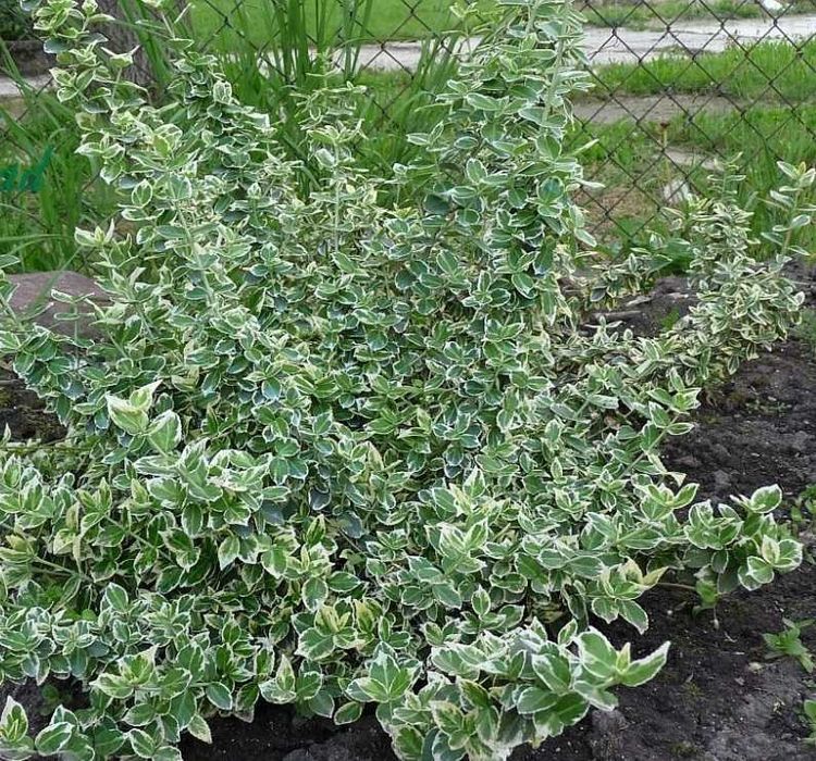 Многолетники излишки продам