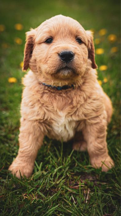 Szczeniak Golden Retriver Złoty