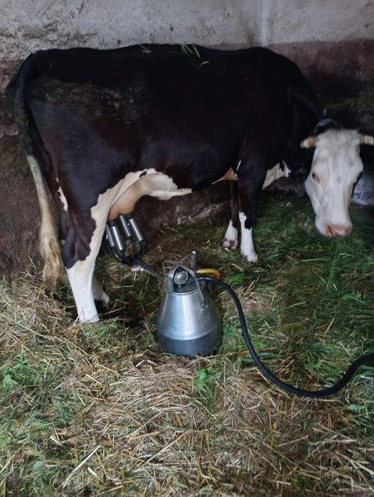 Likwidacja stada - Krowy na sprzedaż