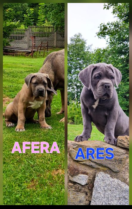 Cane Corso Italiano GOTOWE DO ODBIORU Rodowód Chip