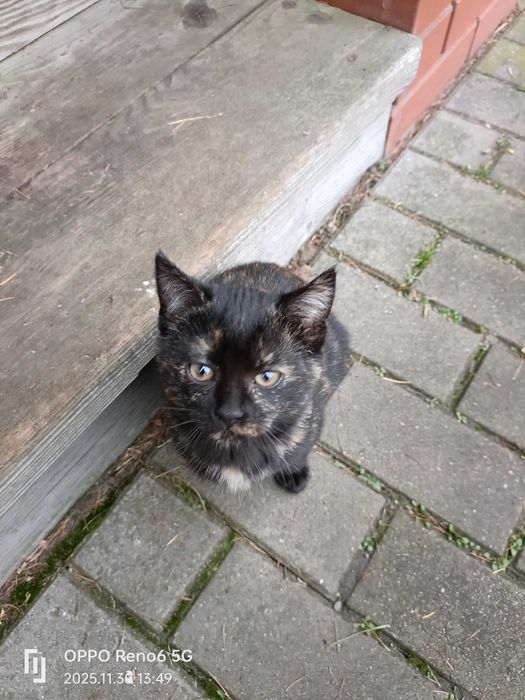 4 piękne 3-miesięczne koty szukają domu