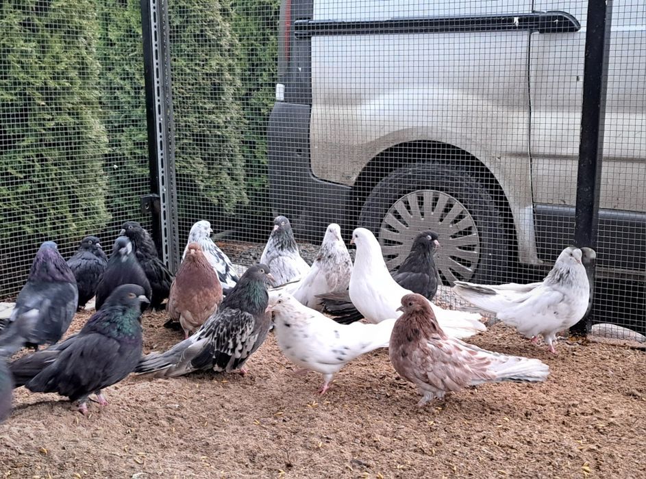 Orliki mikolajewskie nikolajewskie tarczowe