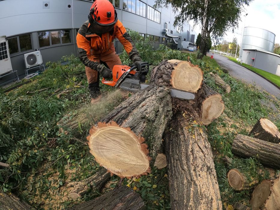 Wycinka i pielęgnacja drzew Katowice i okolice