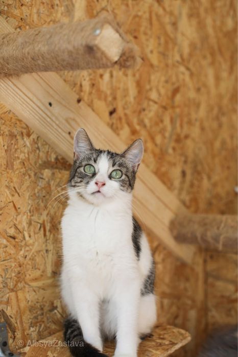 маленькая кошечка Джусі, котенок 2 годика, преданная