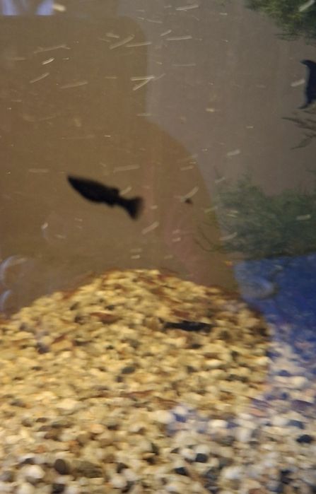 Molinezja czarna 5 sztuk